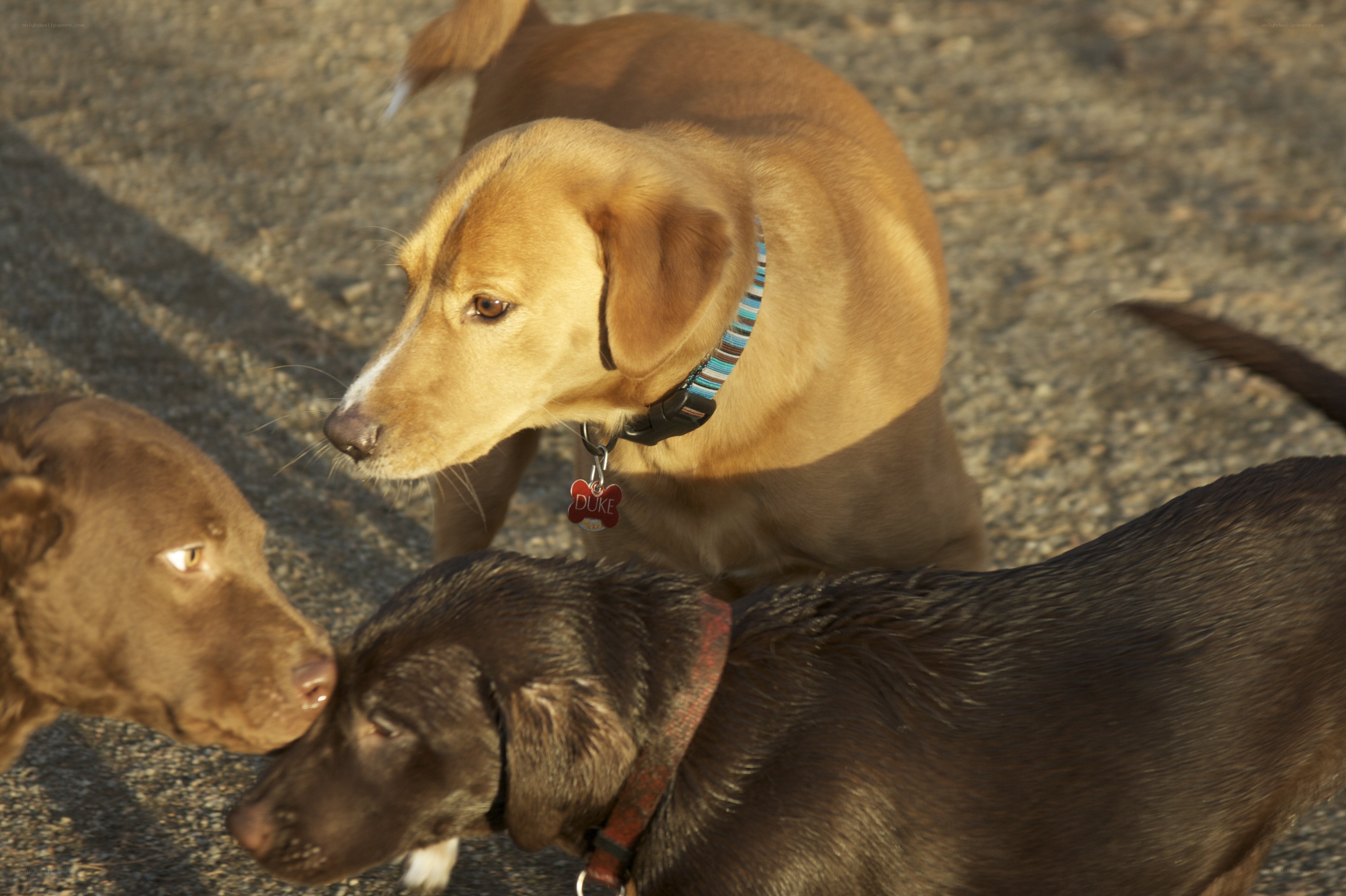 Three dogs interacting outdoors
