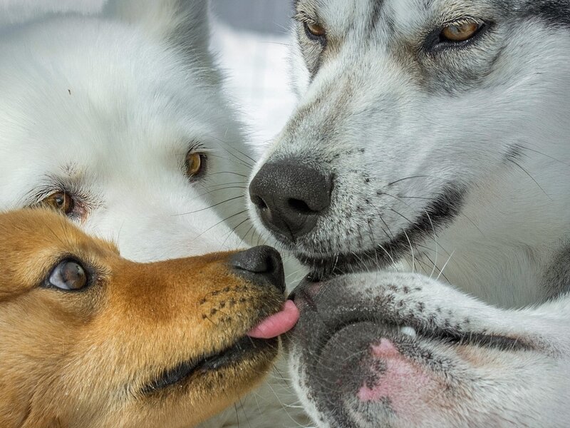 Three Dogs Interacting — White
