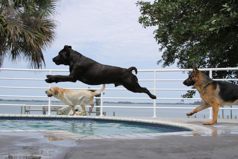 Three Dogs Jumping