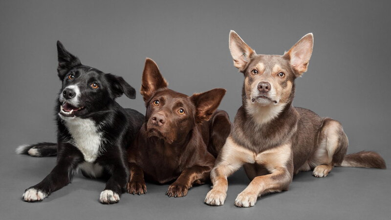 Three Dogs Lying Down