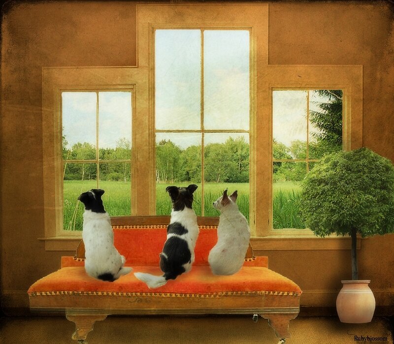 Three Dogs on a Bench