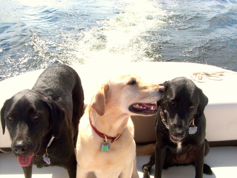 Three dogs on a boat