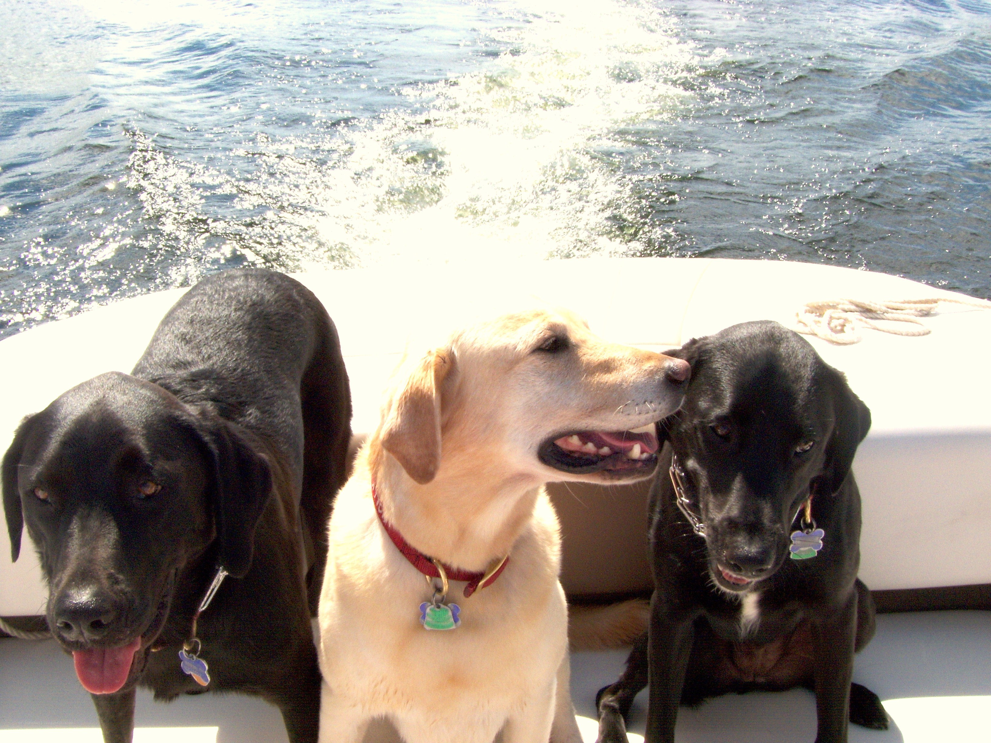 Three dogs on a boat