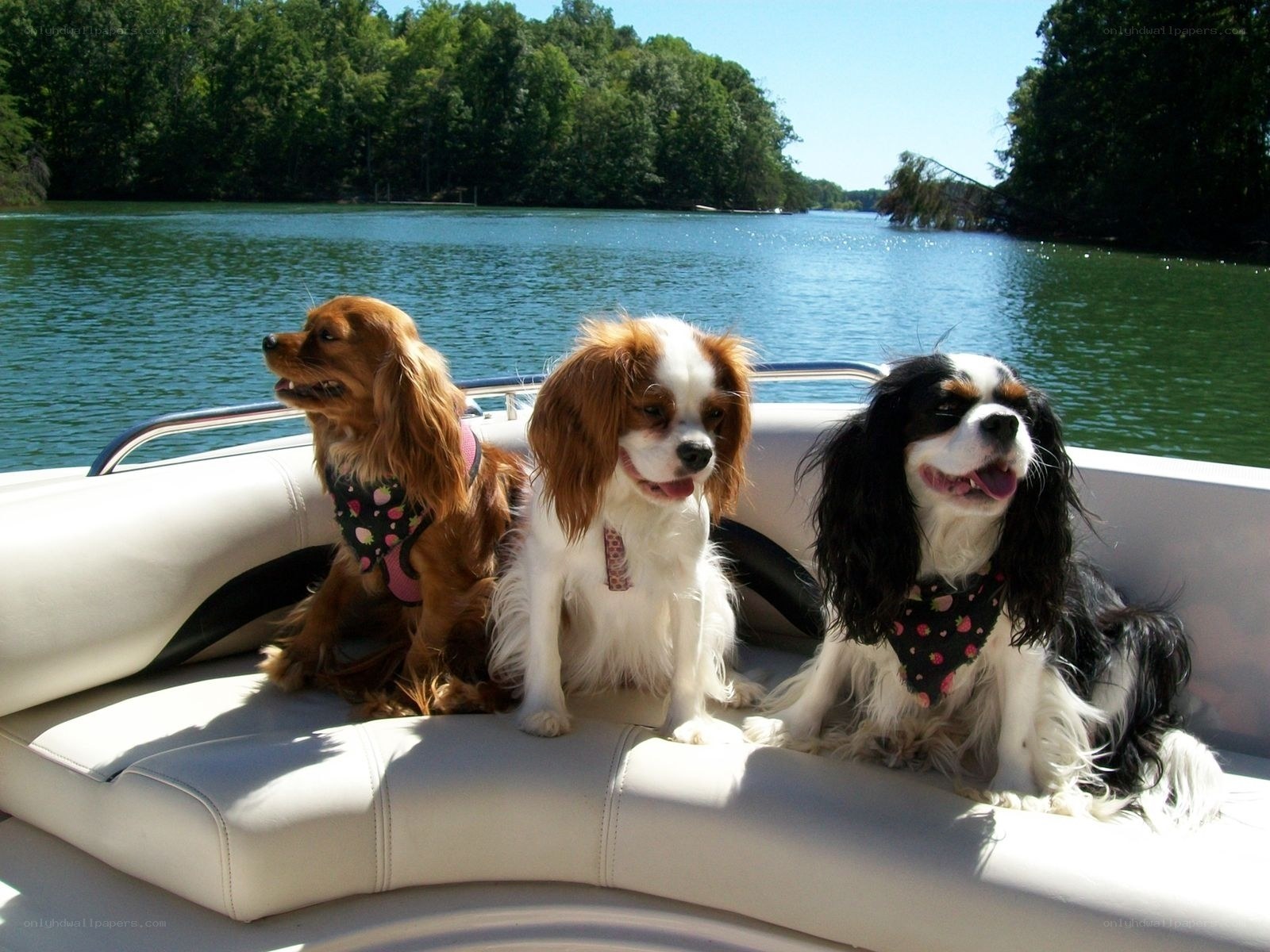 Three dogs on a boat