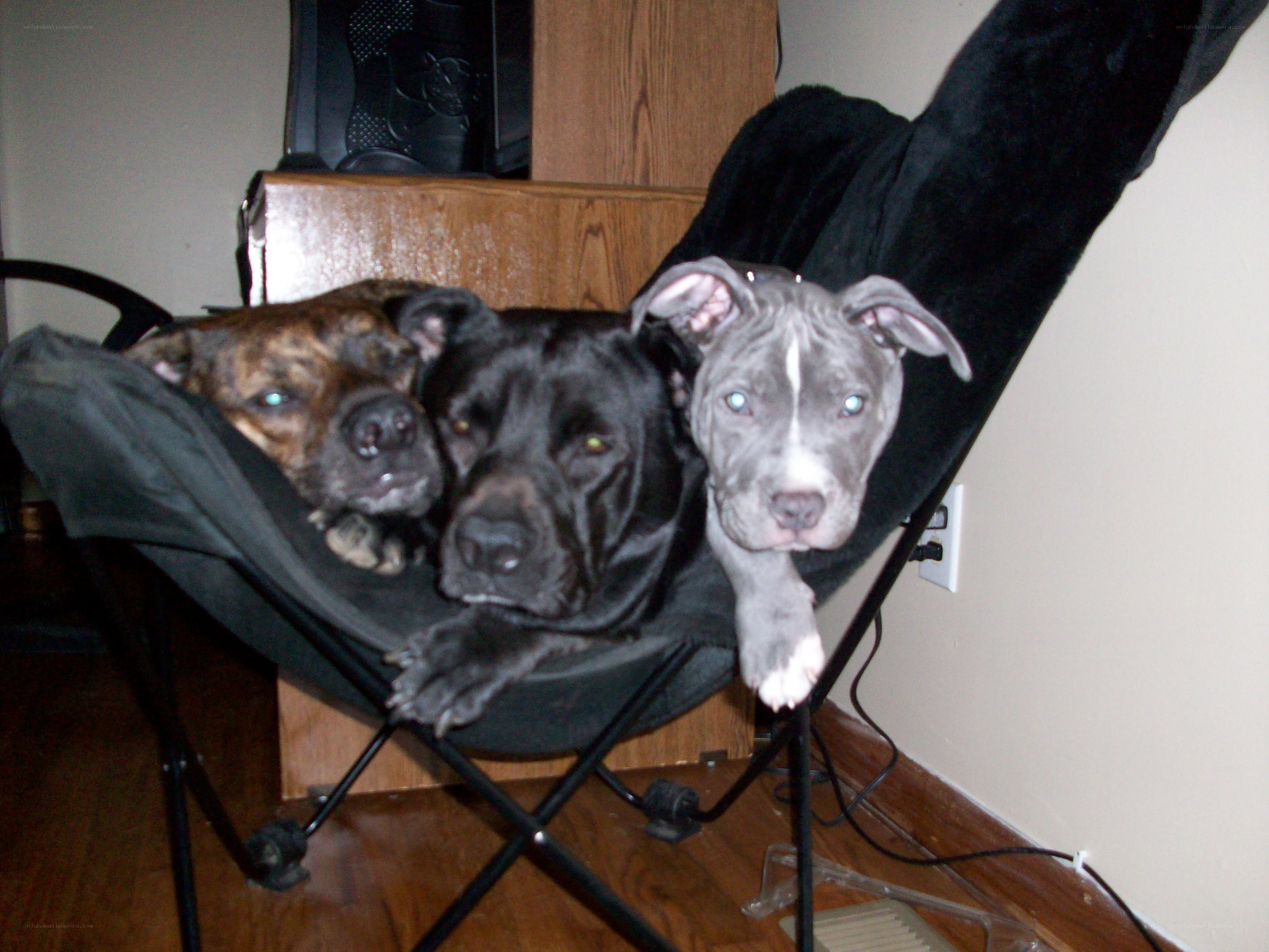 three dogs on a chair