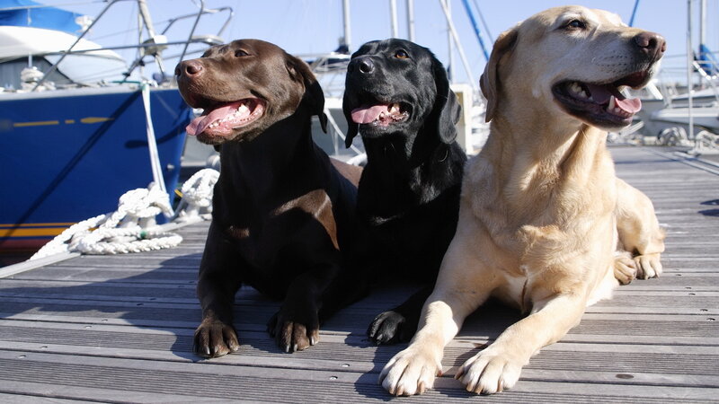 Three dogs on a dock