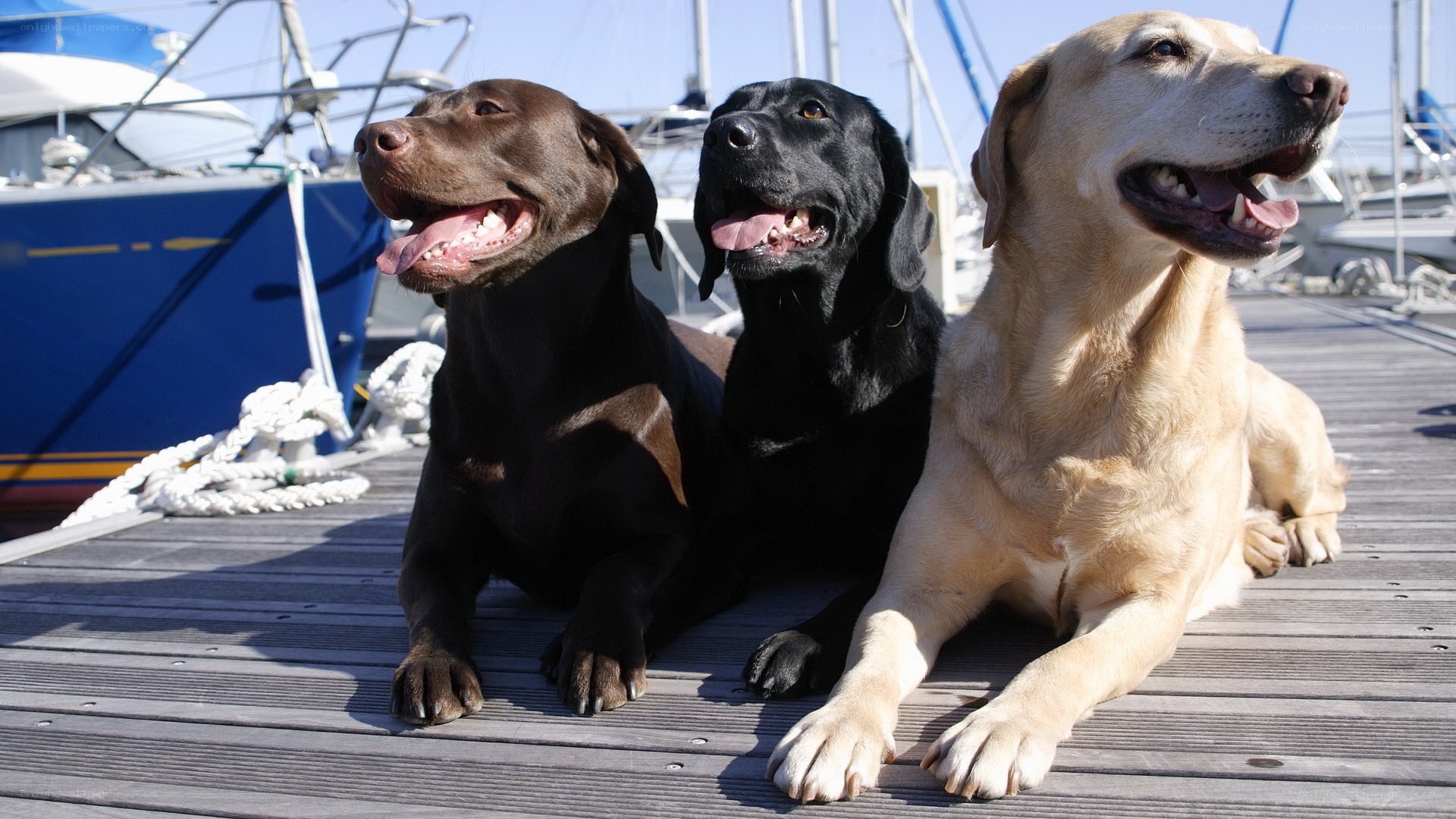 Three dogs on a dock