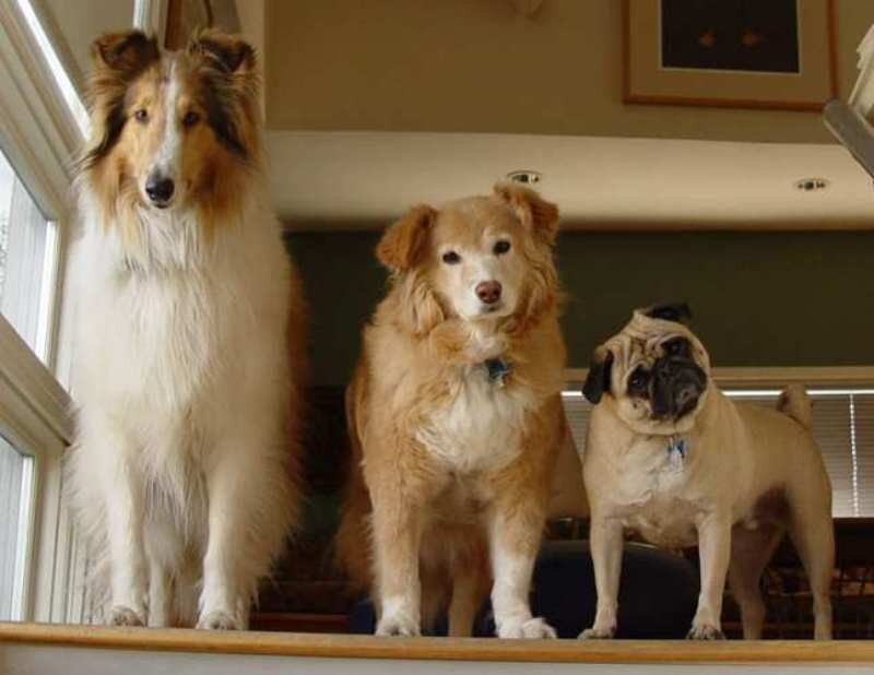 Three Dogs on a Step