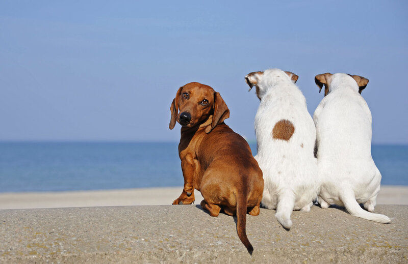 Three Dogs on Beach — Blue