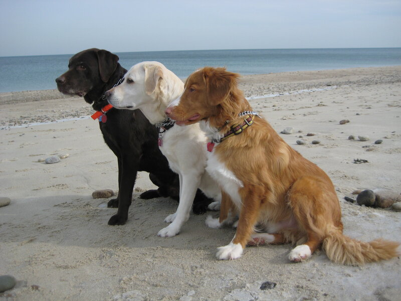 Three Dogs on Beach — Brown