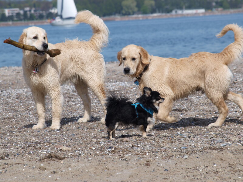 Three Dogs on Beach