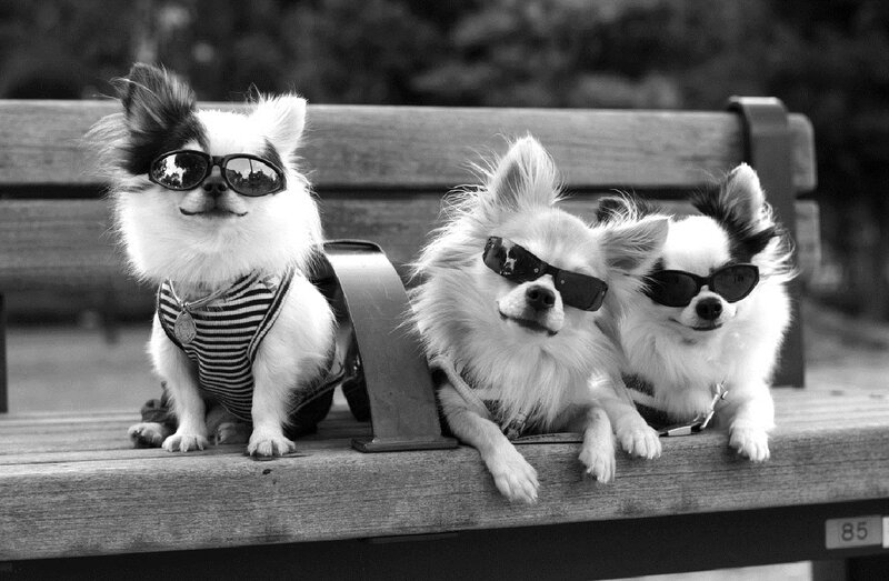 Three Dogs on Bench — Black
