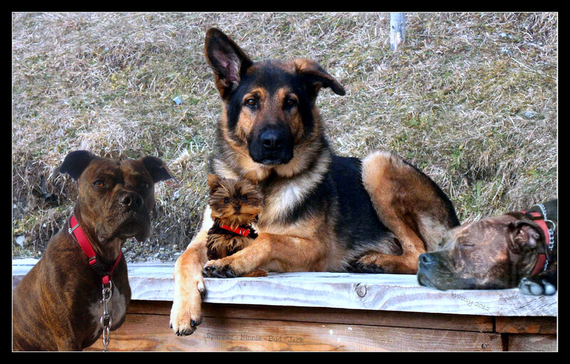 Three Dogs on Bench