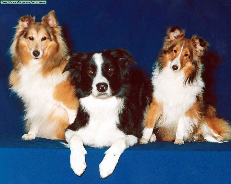 Three dogs on blue background