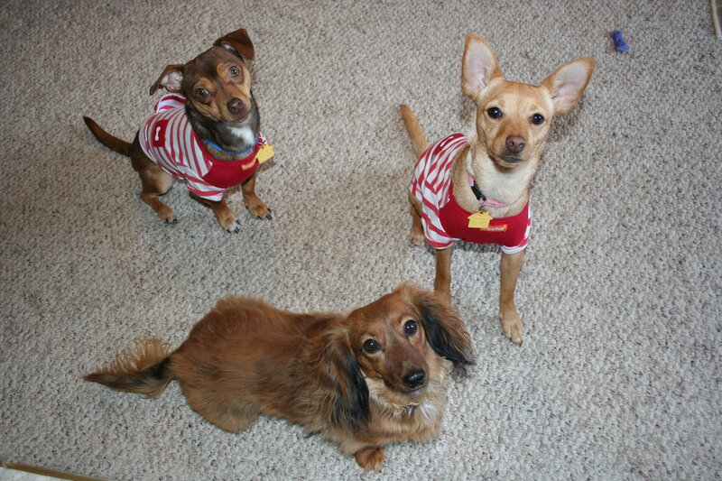 Three Dogs on Carpet