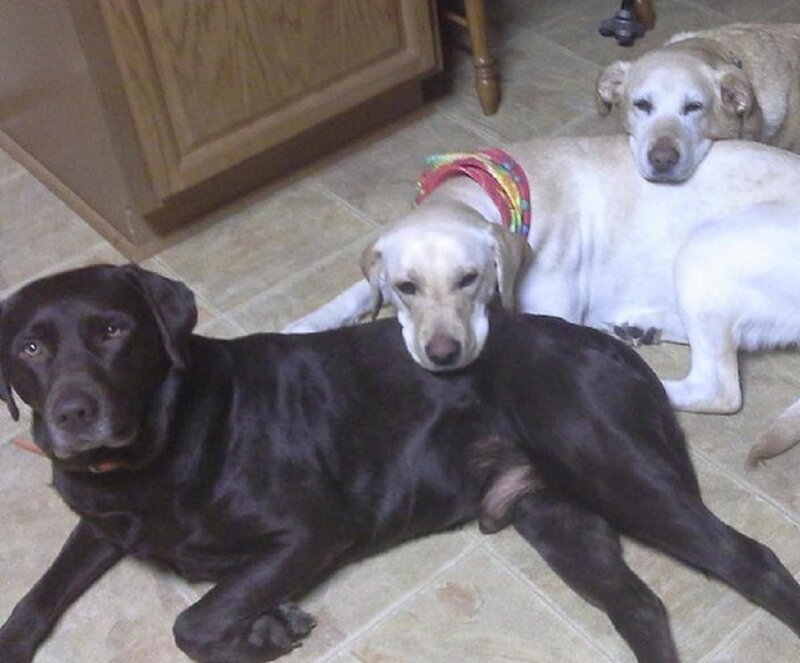 Three Dogs on Floor
