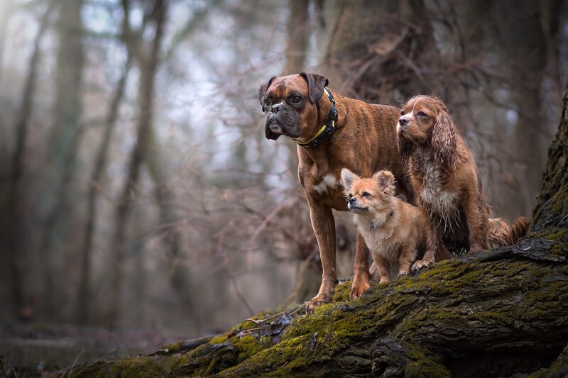 Three Dogs on Log