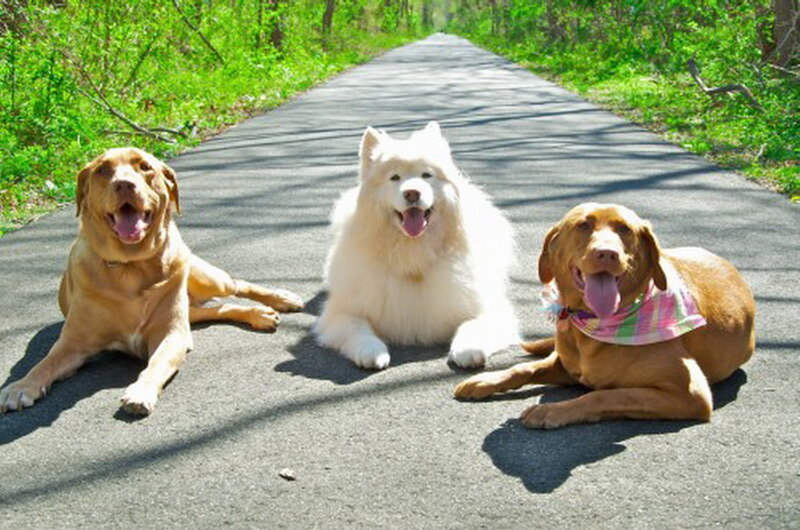 Three Dogs on Path