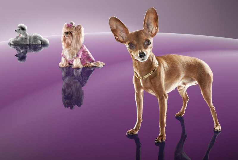 Three Dogs on Purple Surface — Dramatic