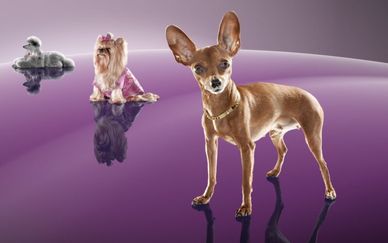 three dogs on purple surface