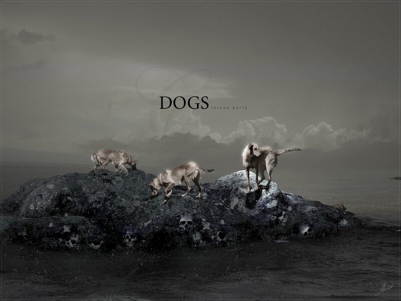 Three Dogs on Rock
