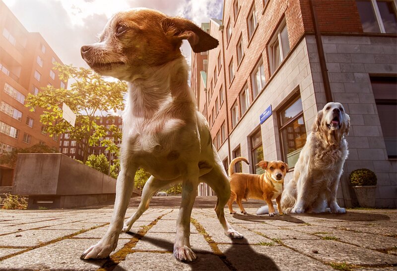Three Dogs on Sidewalk
