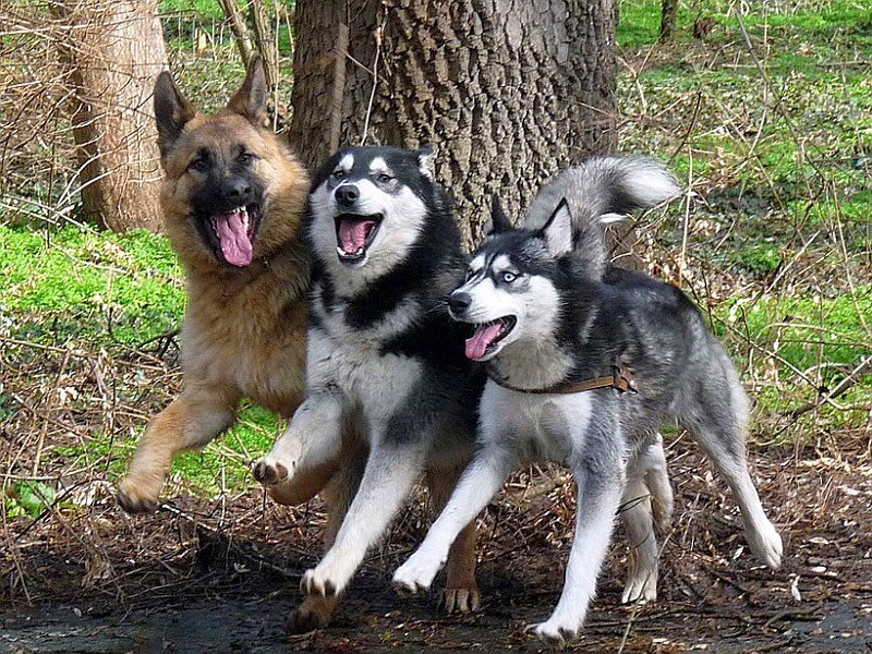 three dogs playing in forest