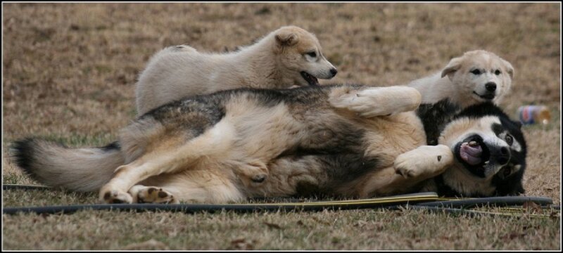 Three Dogs Playing