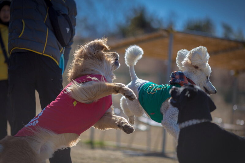 Three Dogs Playing — White