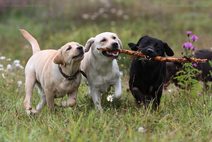Three dogs playing with a stick