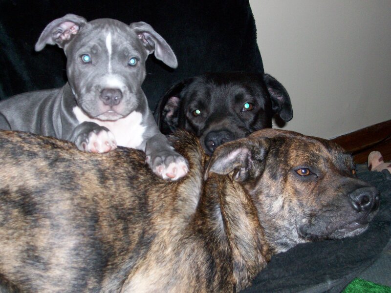 Three dogs resting together