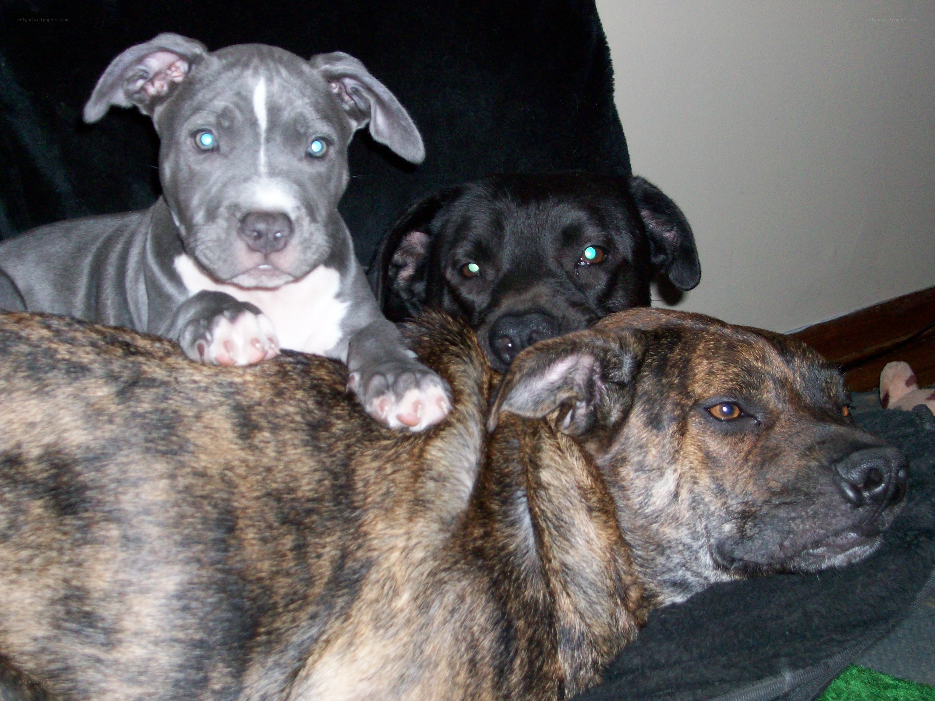 Three dogs resting together
