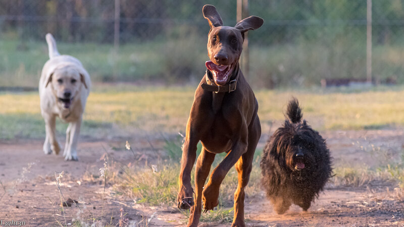Three Dogs Running — Brown, Active