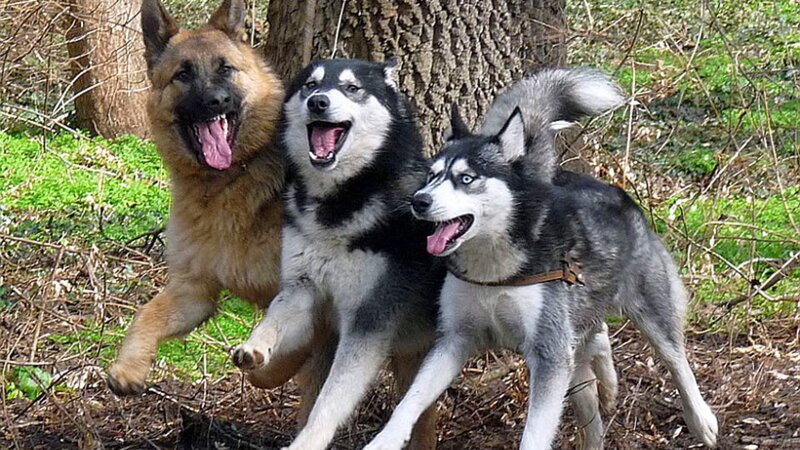 Three Dogs Running — Brown