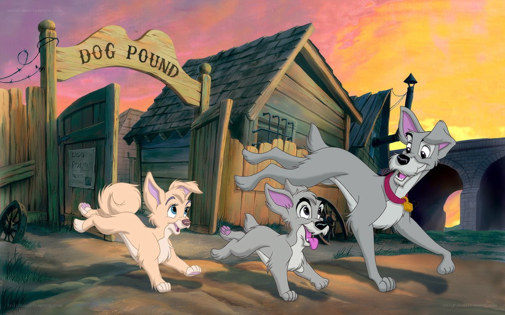 Three dogs running from dog pound