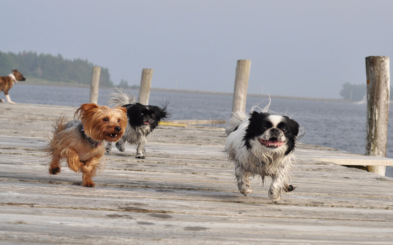 Three Dogs Running