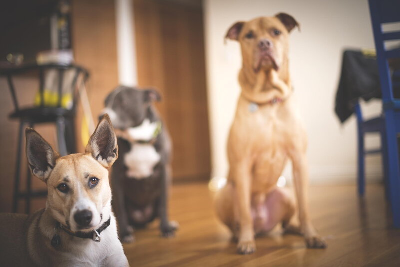 Three Dogs Sitting — Brown, Calm