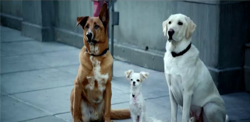 Three Dogs Sitting — Brown