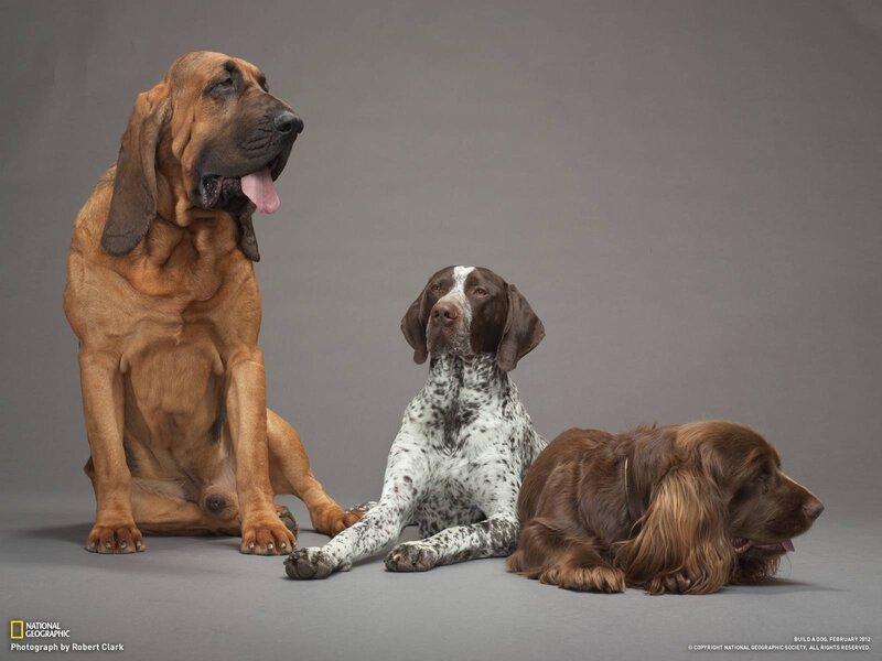 Three Dogs Sitting