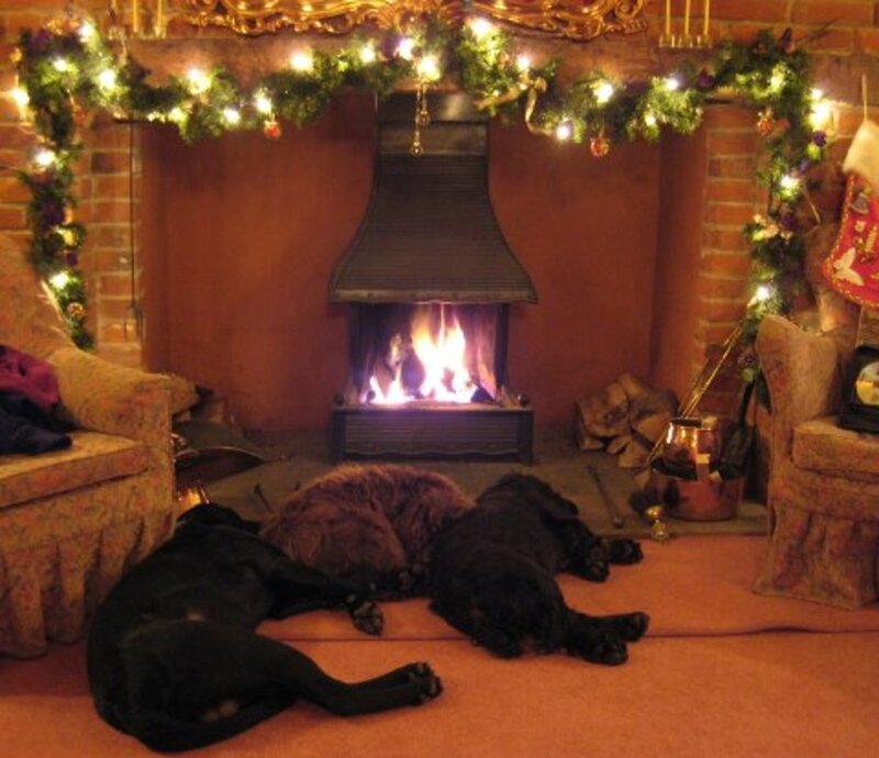 Three Dogs Sleeping