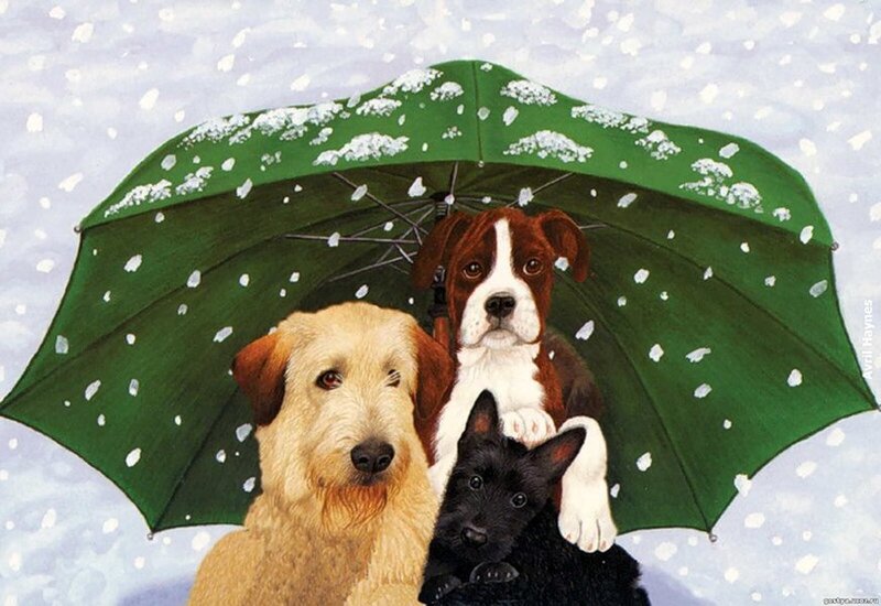 Three Dogs under Umbrella