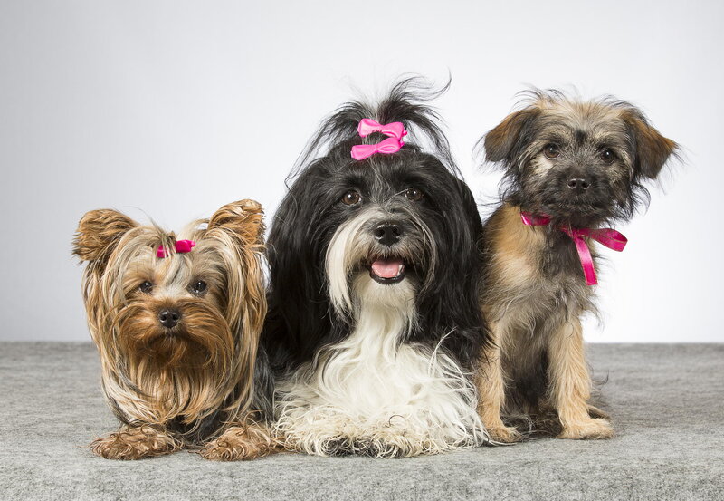 Three Dogs with Bows