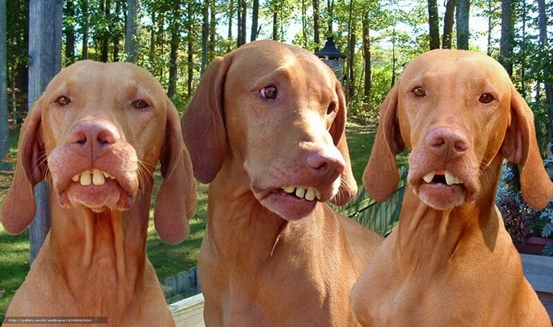 three dogs with funny faces