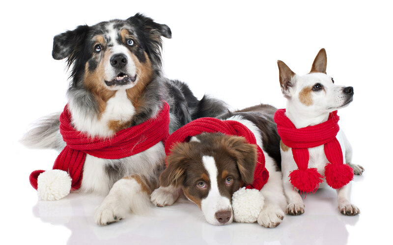 Three Dogs with Scarves — Red