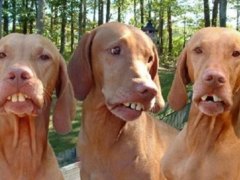 three dogs with teeth showing