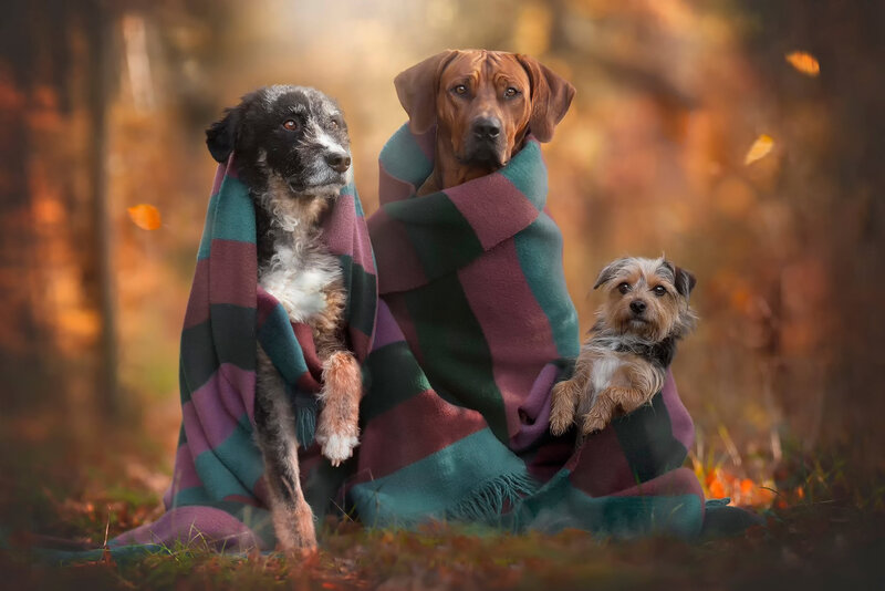 Three Dogs Wrapped in Blanket