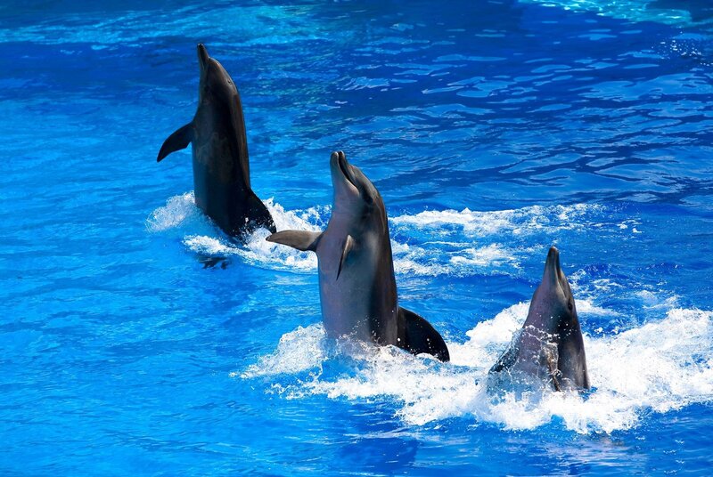 Three Dolphins in Water