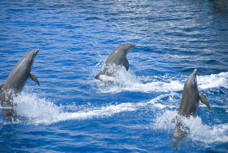 Three Dolphins Jumping — Blue, Active, Afternoon, Photograph