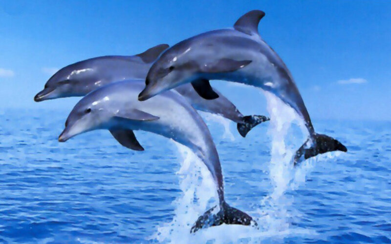 Three Dolphins Jumping — Blue, Active, Afternoon