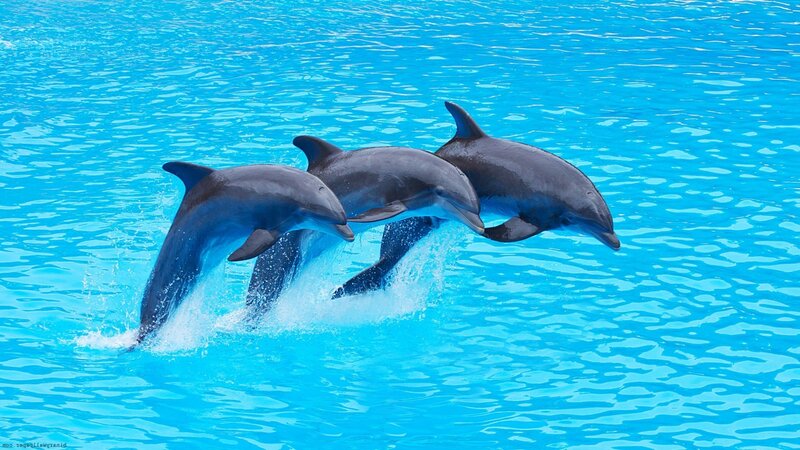 Three Dolphins Jumping — Blue, Active, Photograph